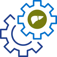 Gear icons with a liver symbol representing hepatic function and clinical process.